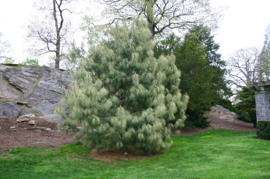 Pinus armandii mastersiana