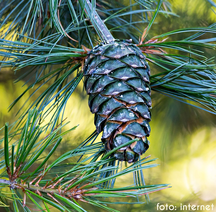 Pinus strobiformis Foxtail