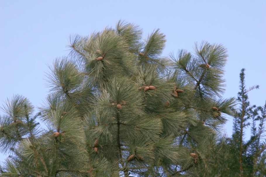 Кедровый стланик (Pinus pumila)