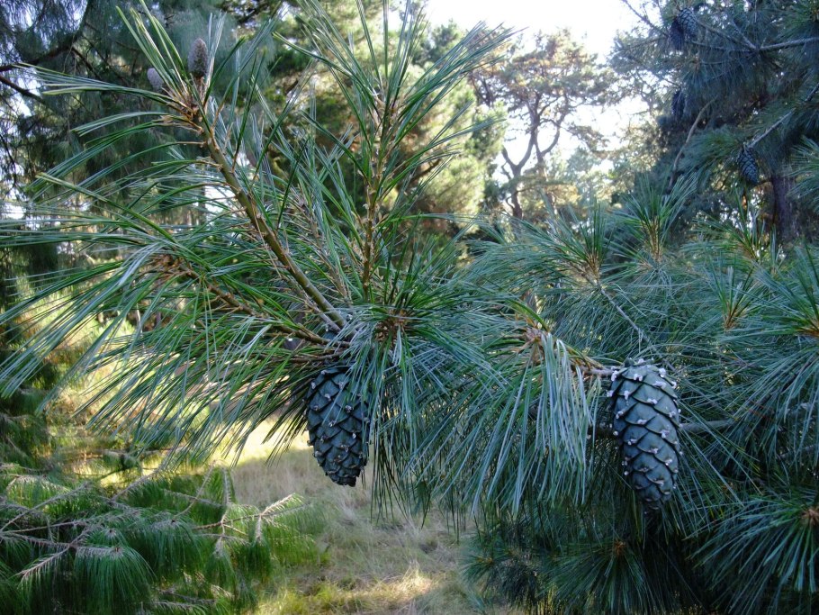 Сосна Кедровая арманда