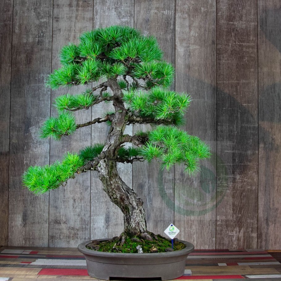 Сосна в горах