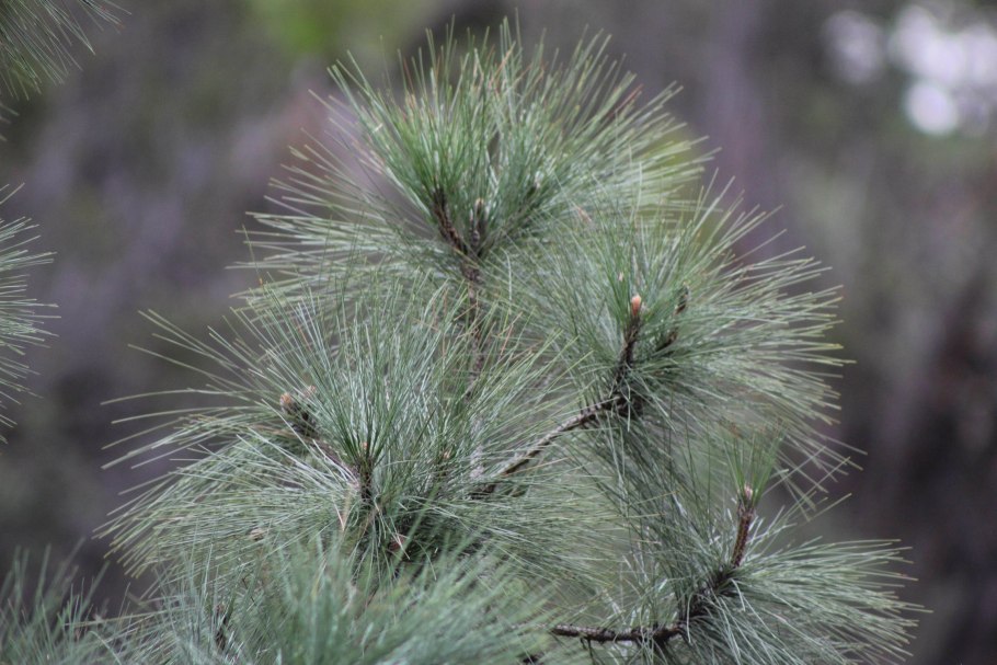 Pinus Parv. 'Blue giant'