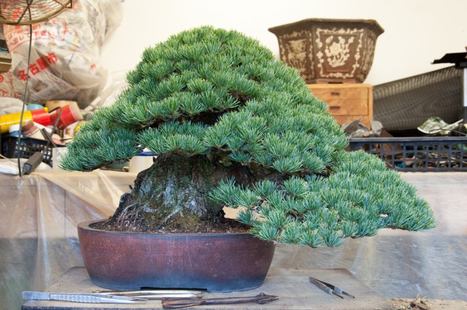 Эндемичная сосна в Японии