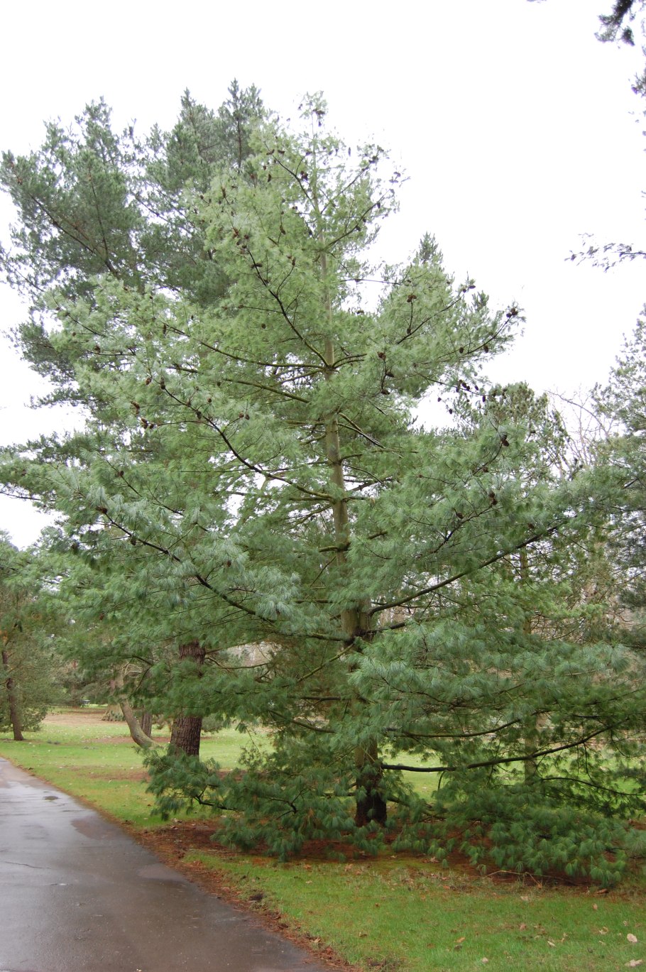 Pinus koraiensis 'Dragon Eye'
