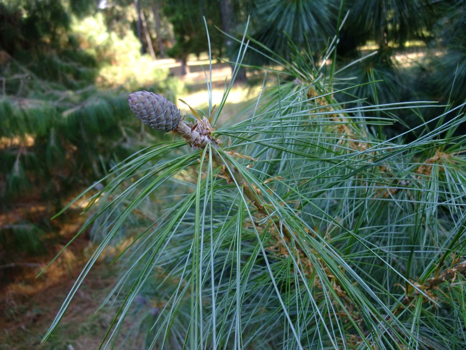 Сосна обыкновенная Jericho