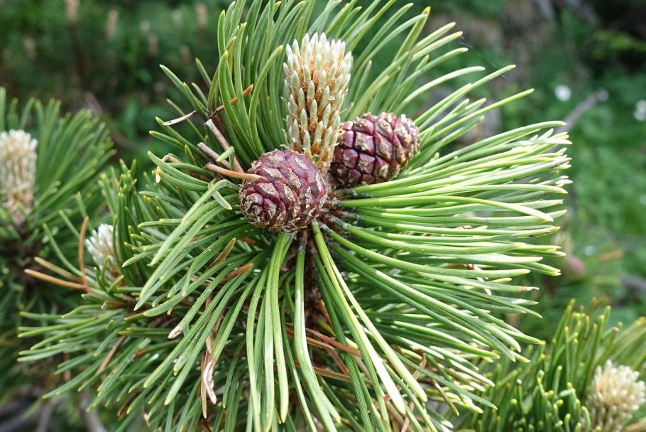 Pinus yunnanensis