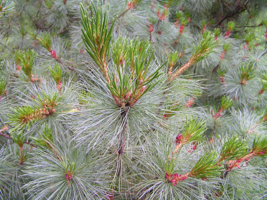 Сосна Кедровая Арманди