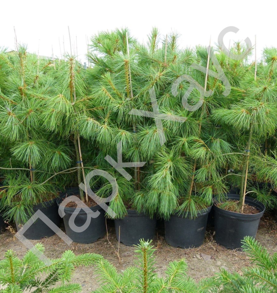 Сосна Гриффита