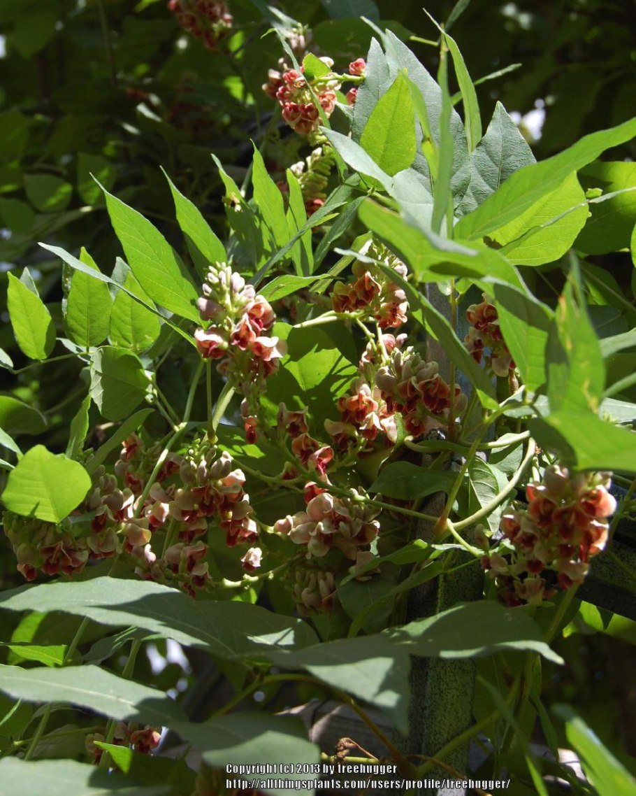 Глициния клубневая апиос