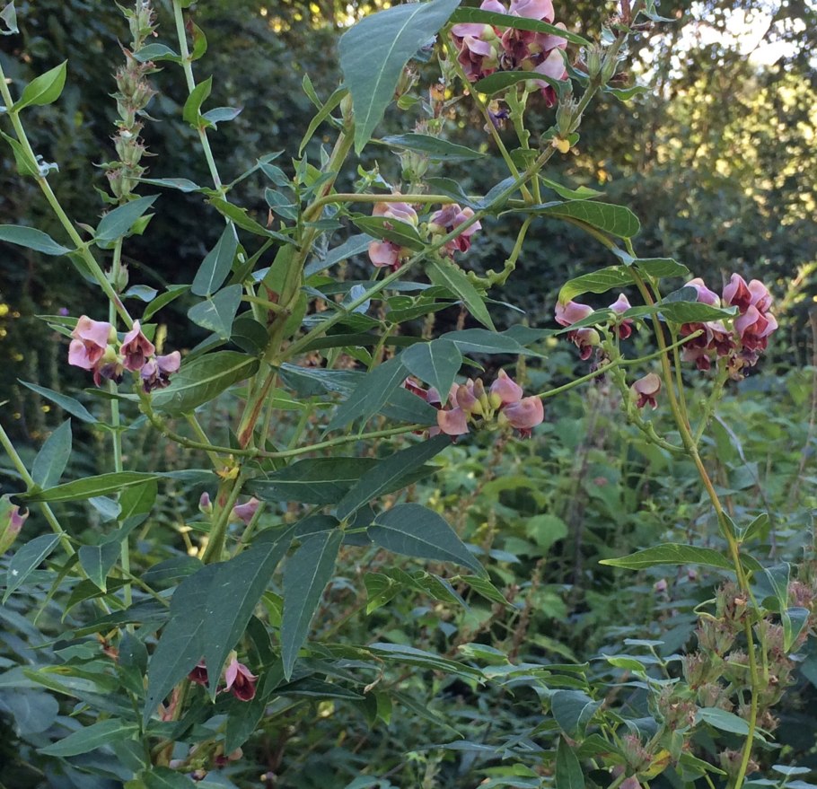 Глициния клубневая Лиана