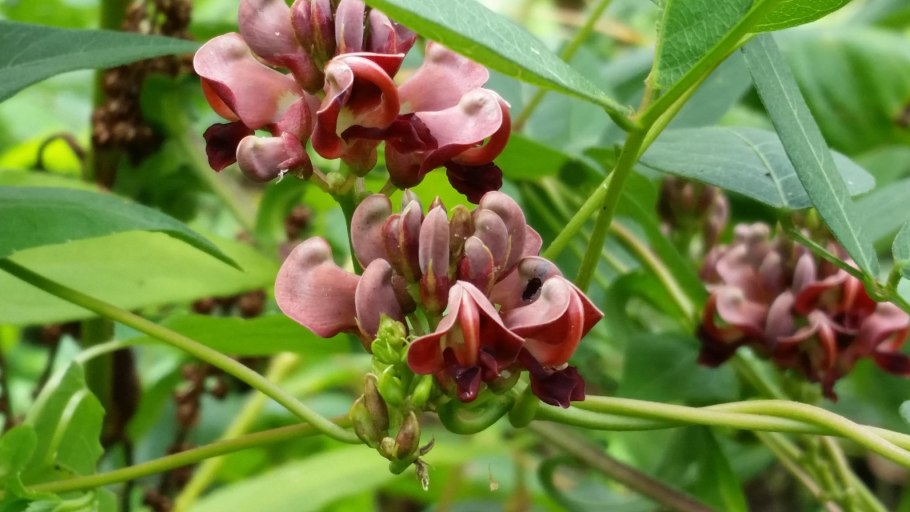 Глициния клубневая