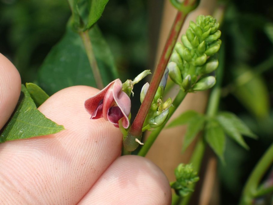 Глициния апиос