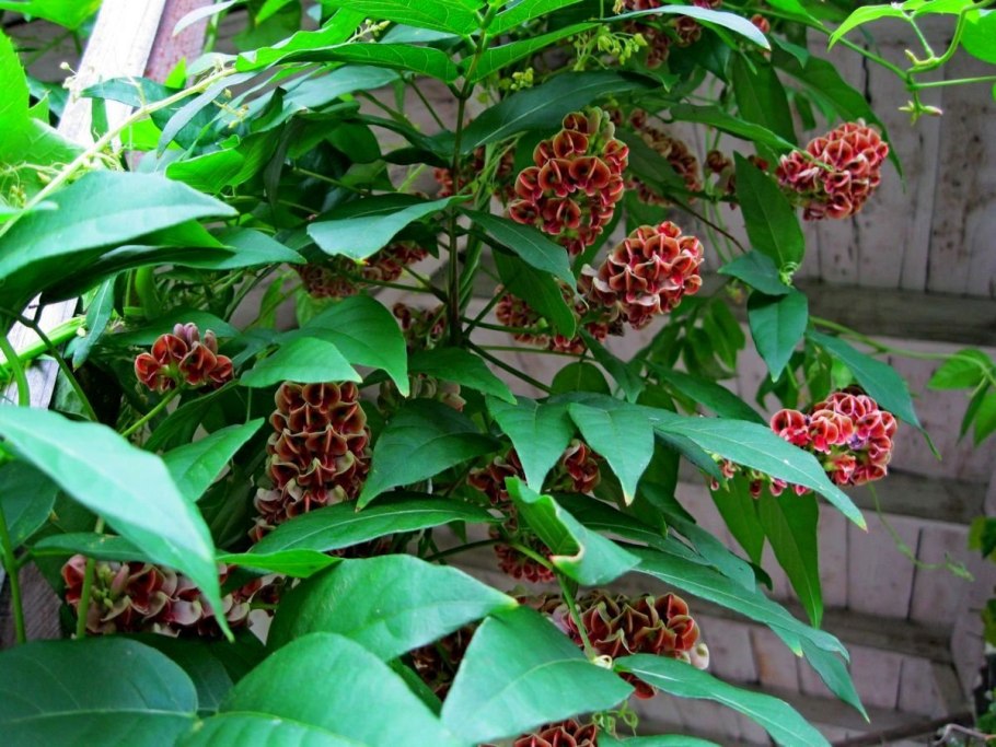 Апиос американский клубневая Глициния