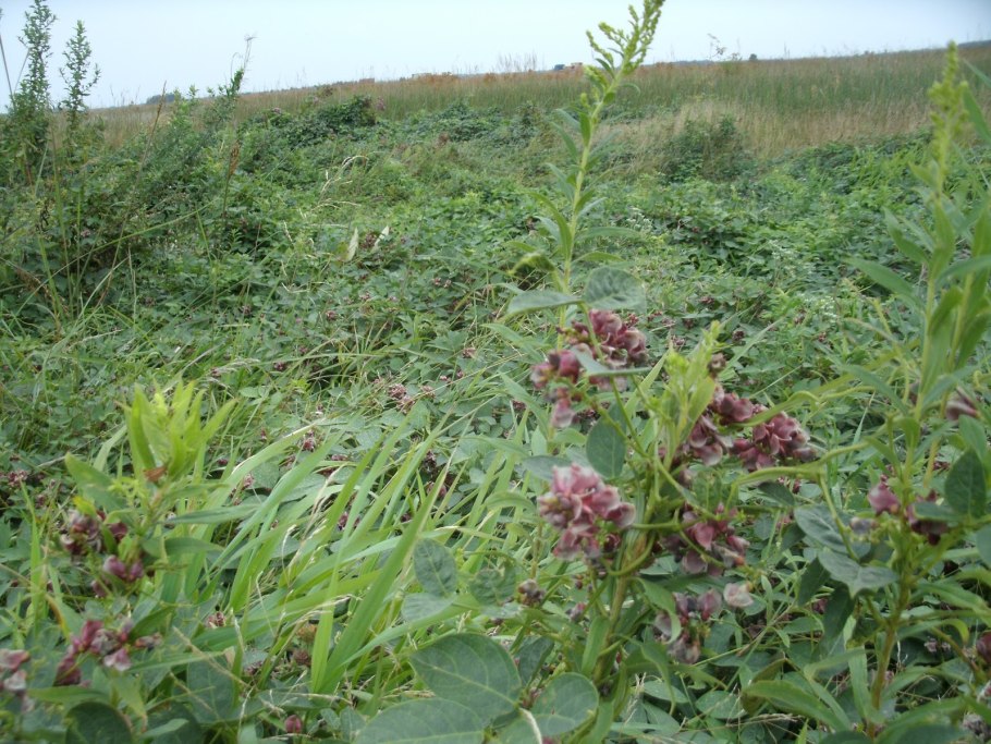 Картофельная лоза