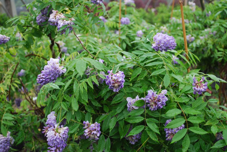 Апиос американский