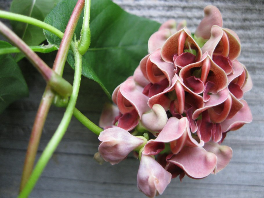 Размножение апиоса клубнем