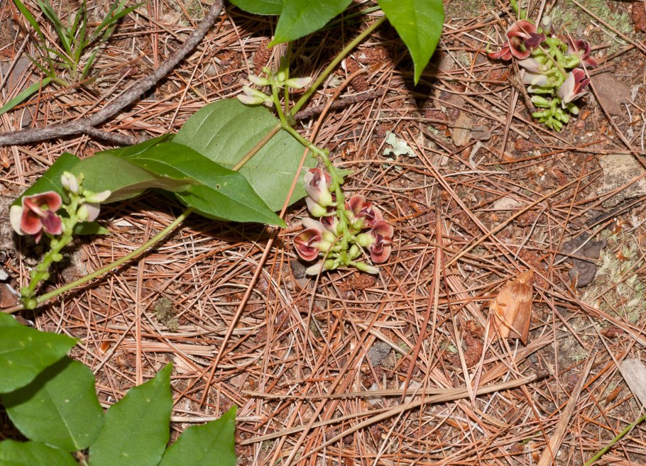 Апиос американский клубни