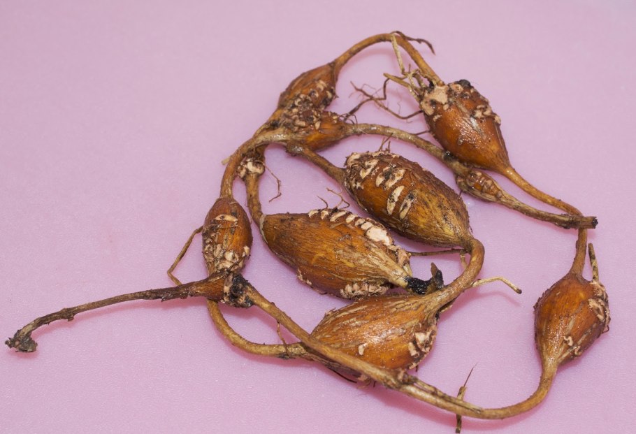 Апиос американский в цветнике