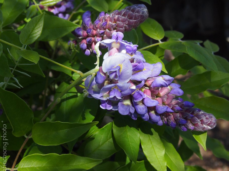 Апиос американский клубни