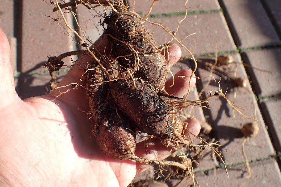 Апиос клубневая