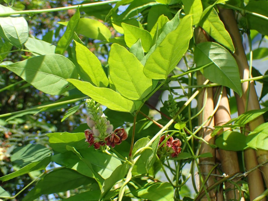 Апиос американский плоды