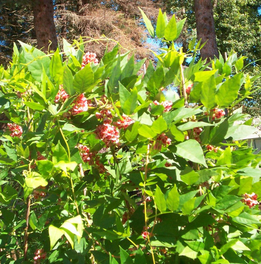 Wild Plants of Japan know and use the book