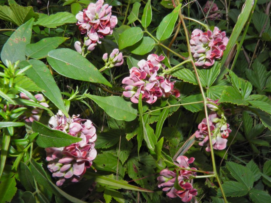 Глициния клубневая апиос