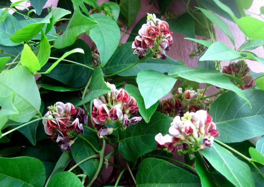 Апиос клубневая