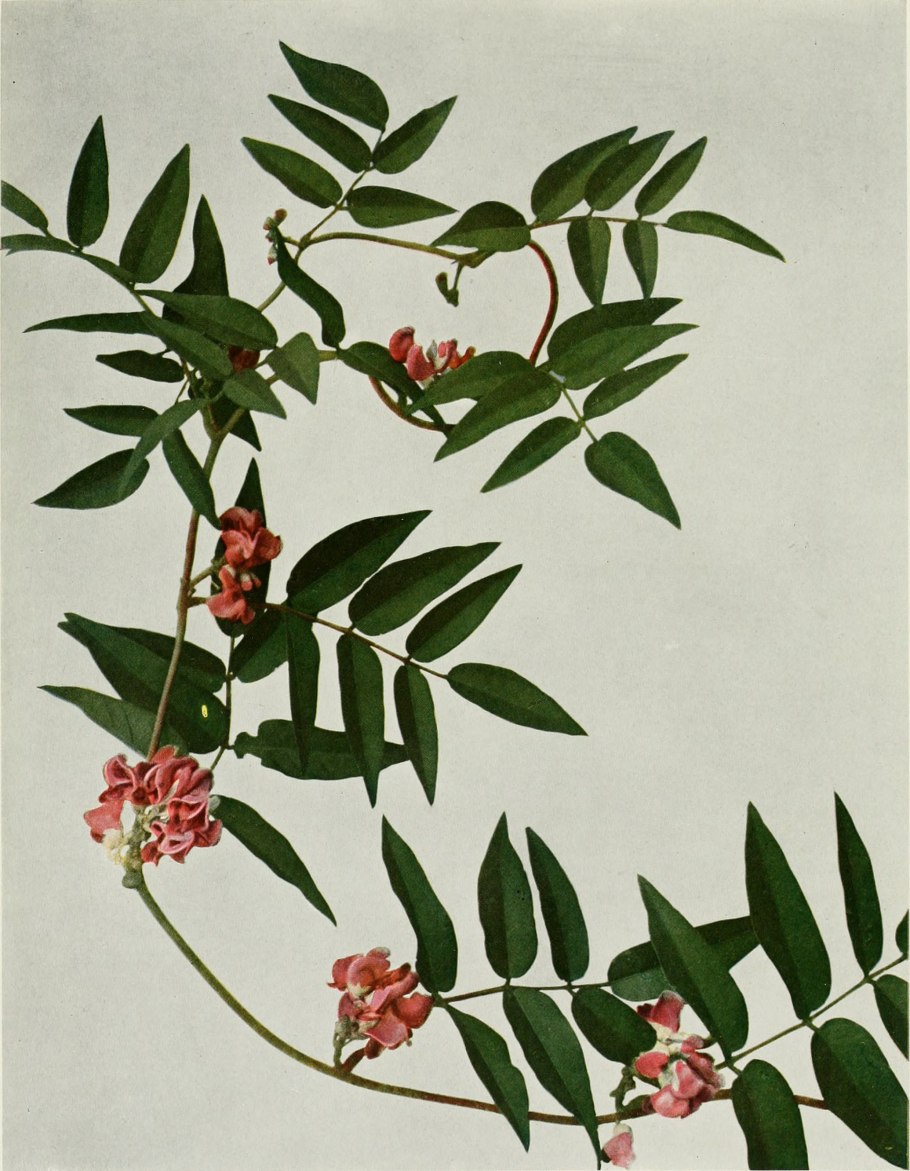 Подземные клубни