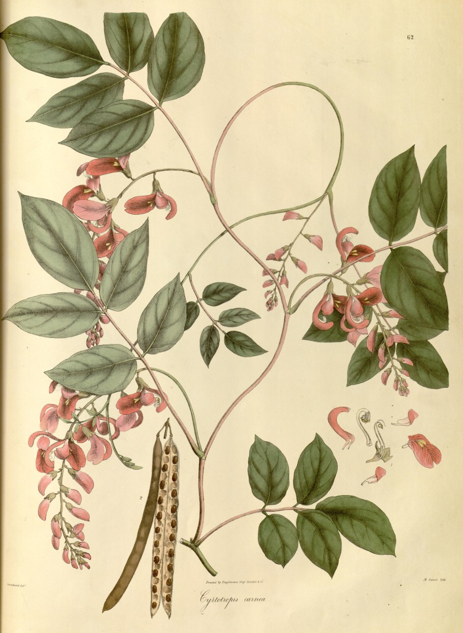 Глициния клубневая апиос