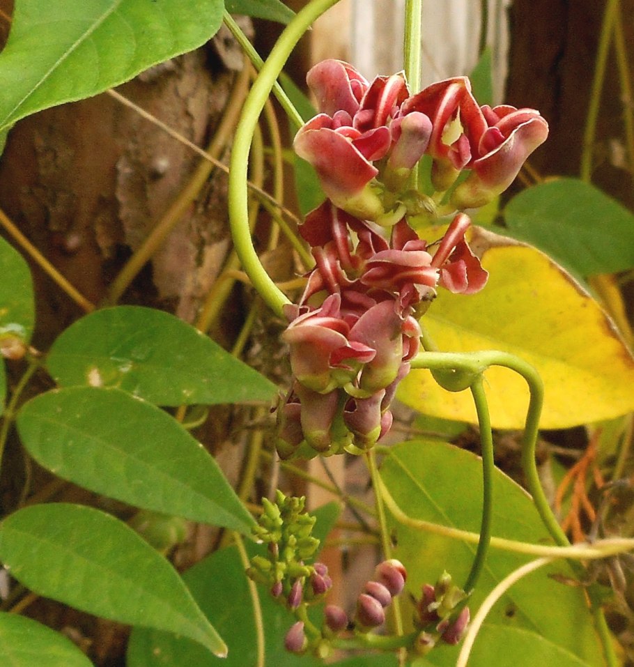 Глициния апиос