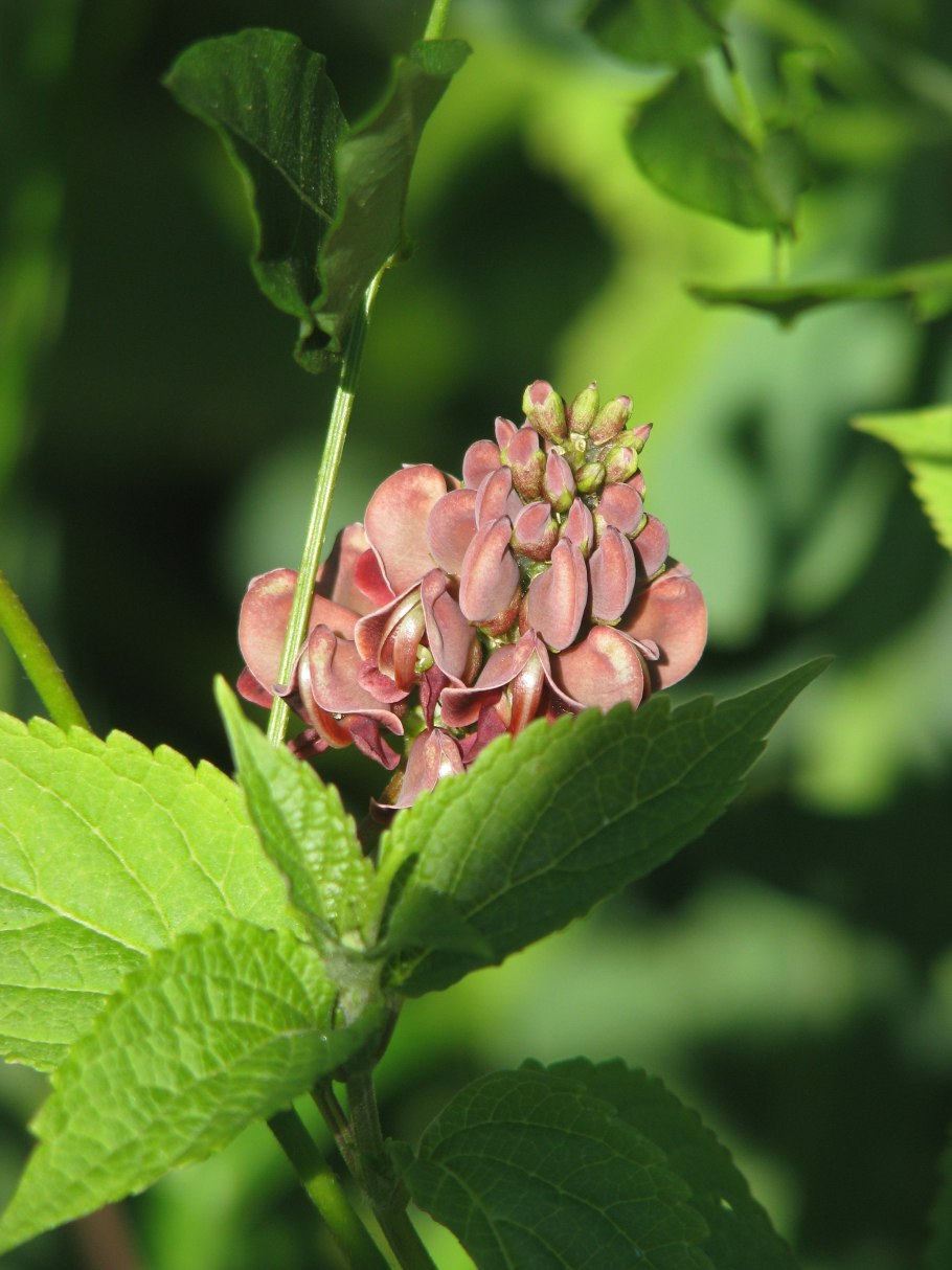 Апиос американский в цветнике