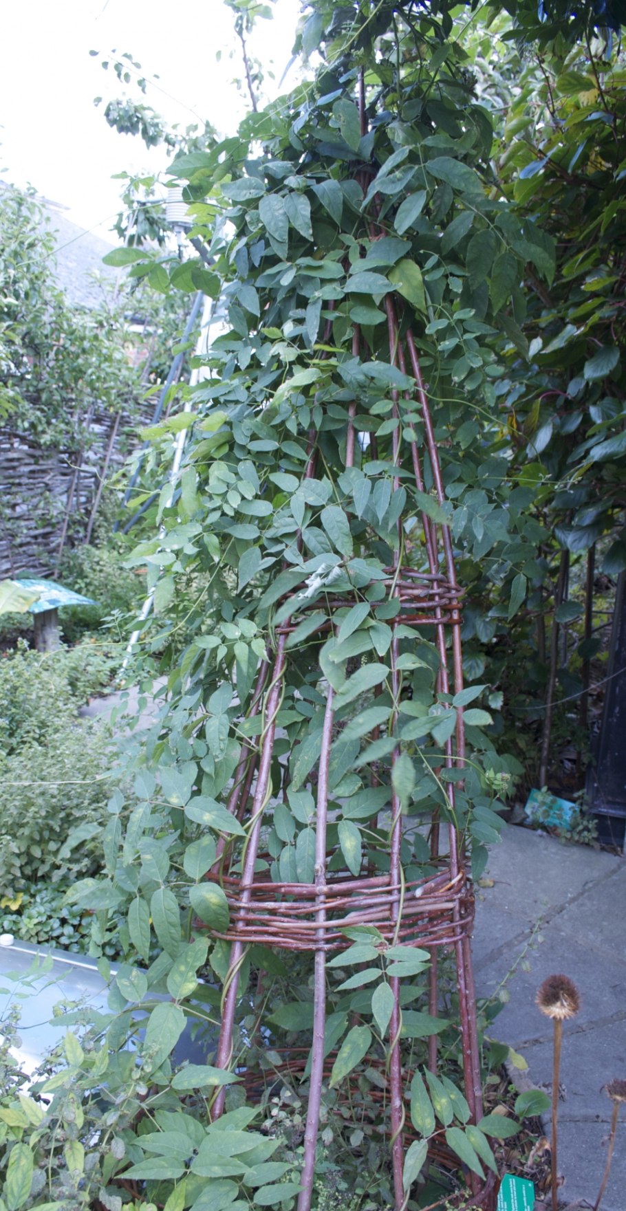 Апиос американский клубни