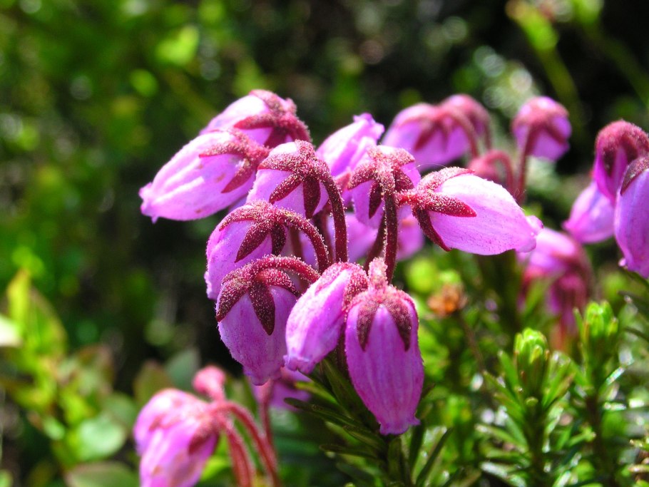 Филлодоце Алеутская