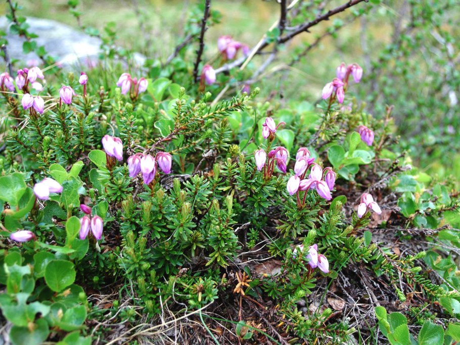 Филлодоце голубая (Phyllodoce caerulea)