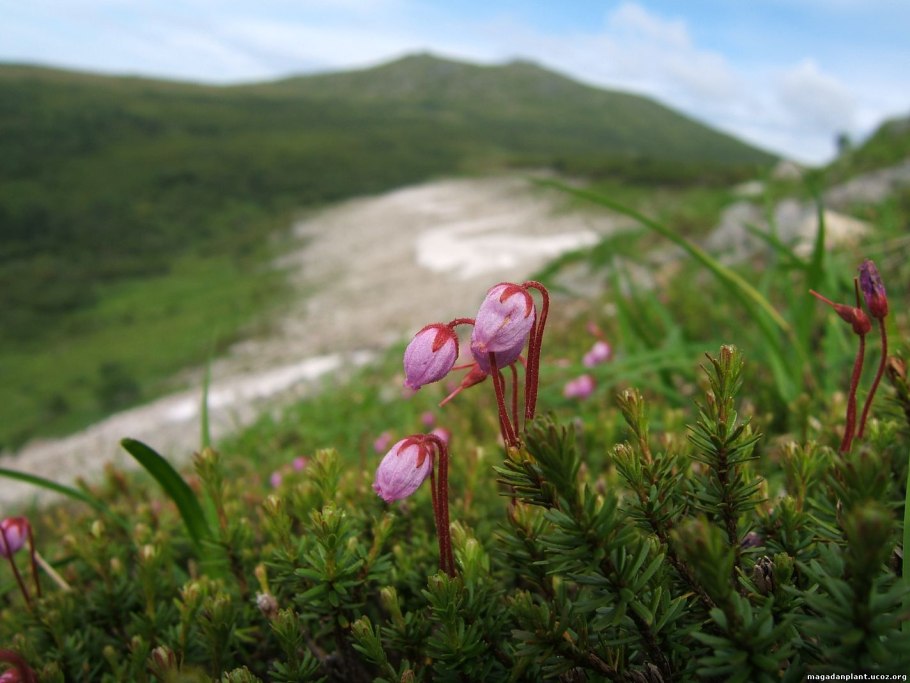 Филлодоце Алеутская