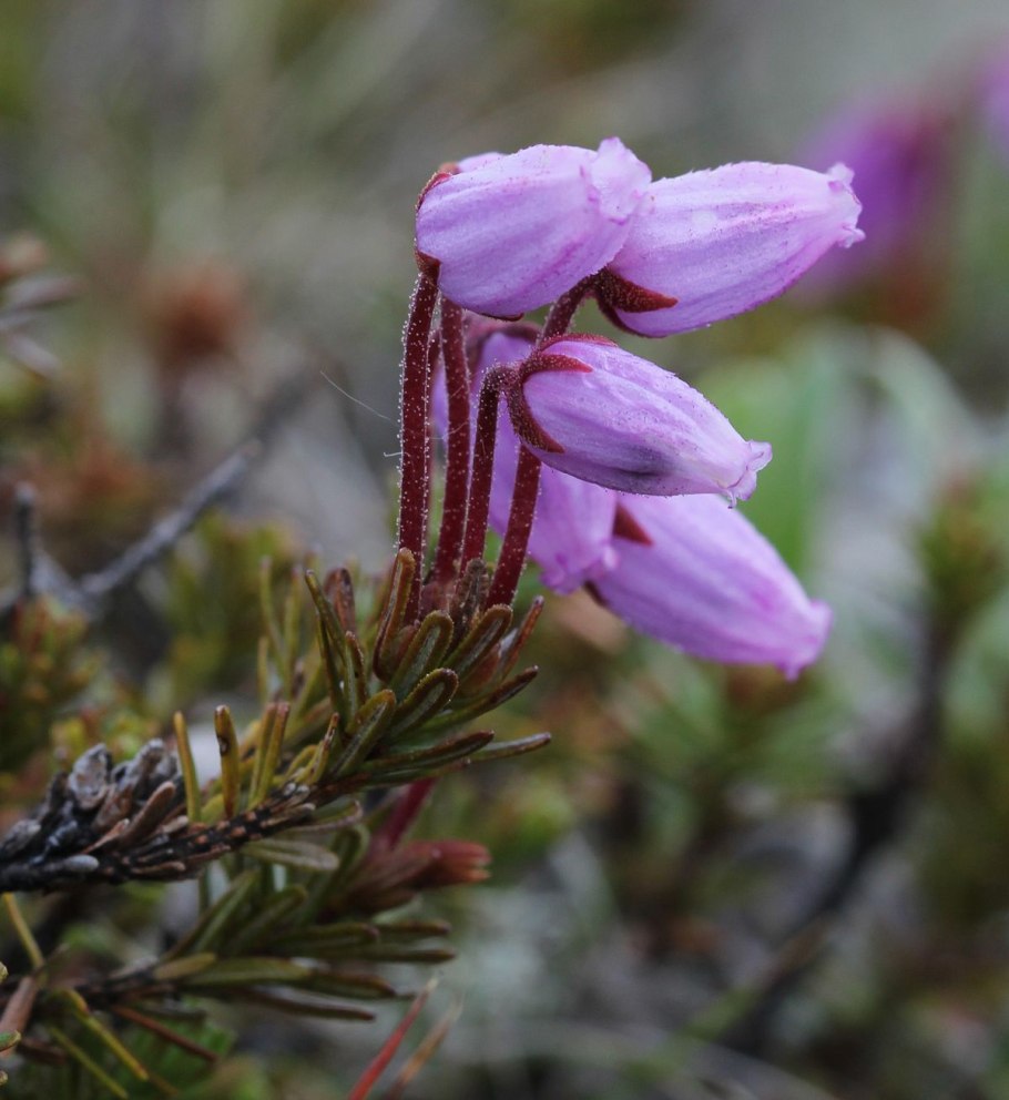 Филлодоце ниппонская
