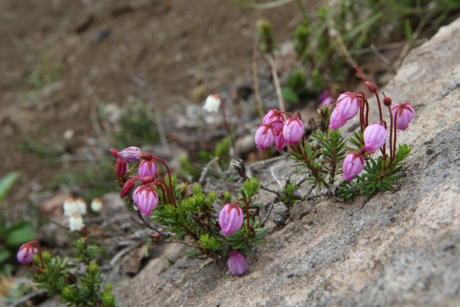 Phyllodoce empetriformis