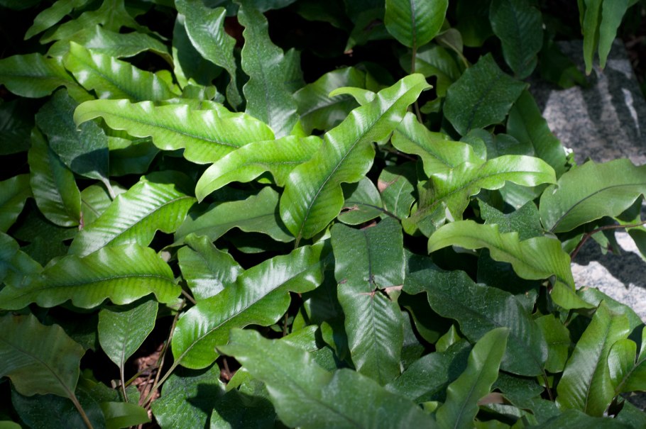 Пиррозия вариегатная