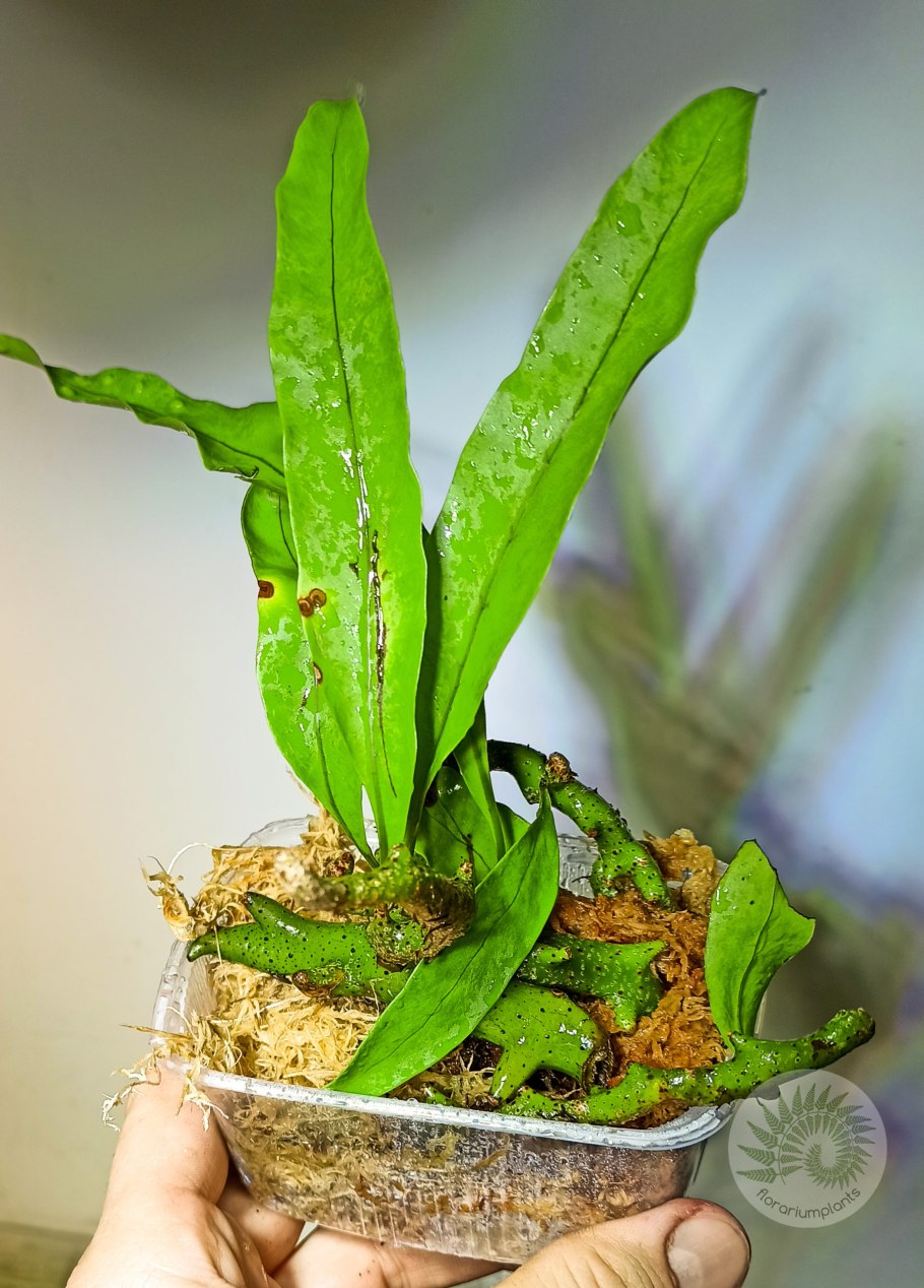 Pyrrosia nummularifolia Пиррозия