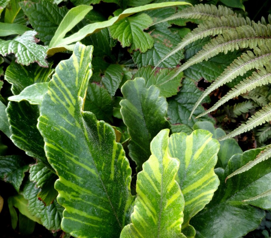 Pyrrosia confluens (r. br.) Ching