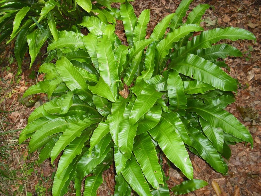 Пиррозия язычная папоротник