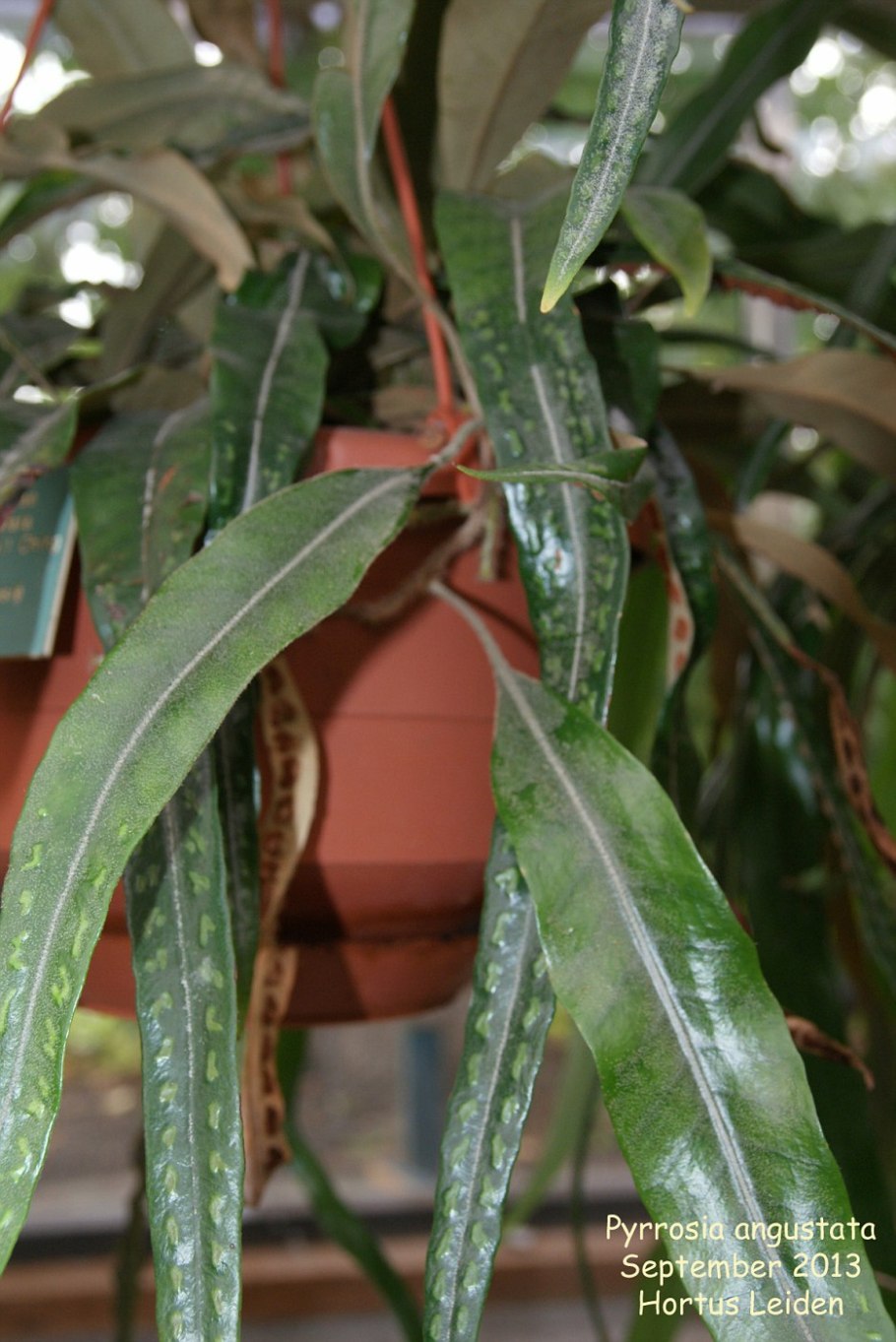 Pyrrosia SP.(t01)(White hair Leaf) фото