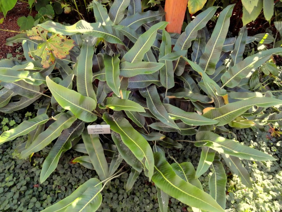 Пиррозия язычная папоротник