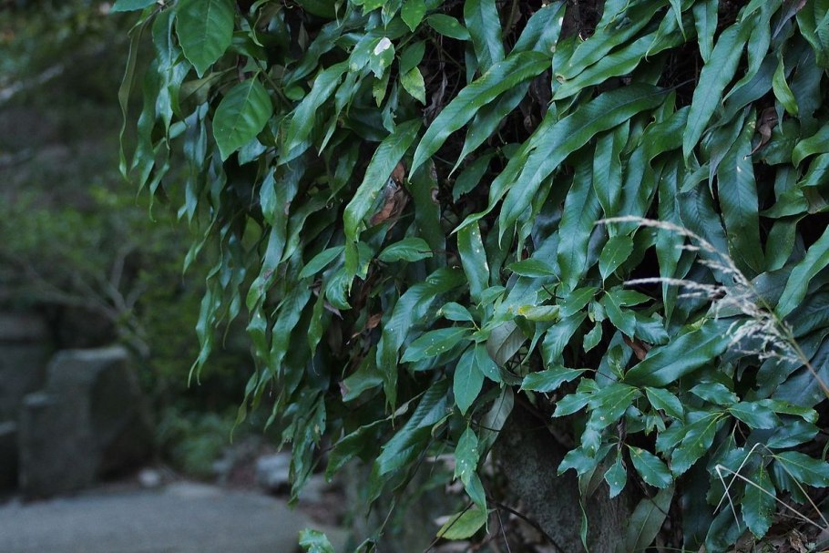 Пиррозия длинночерешковая