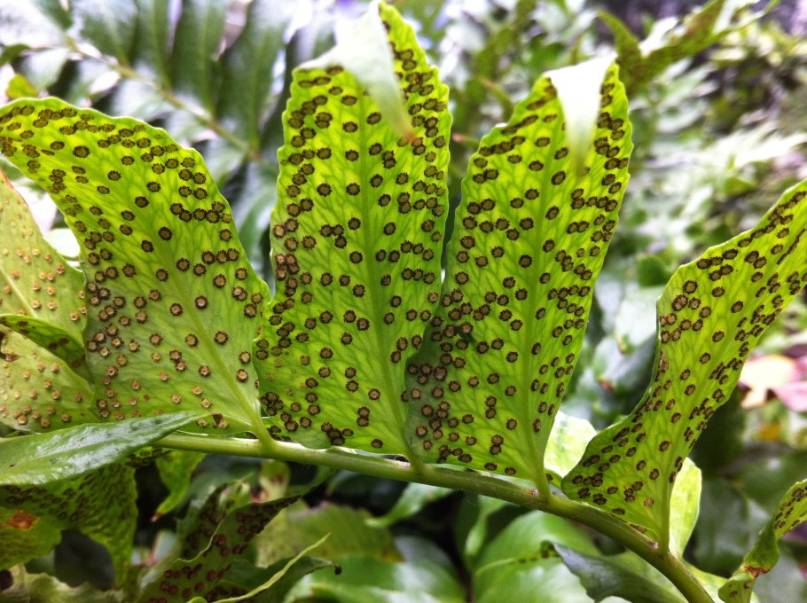 Пиррозия вариегатная