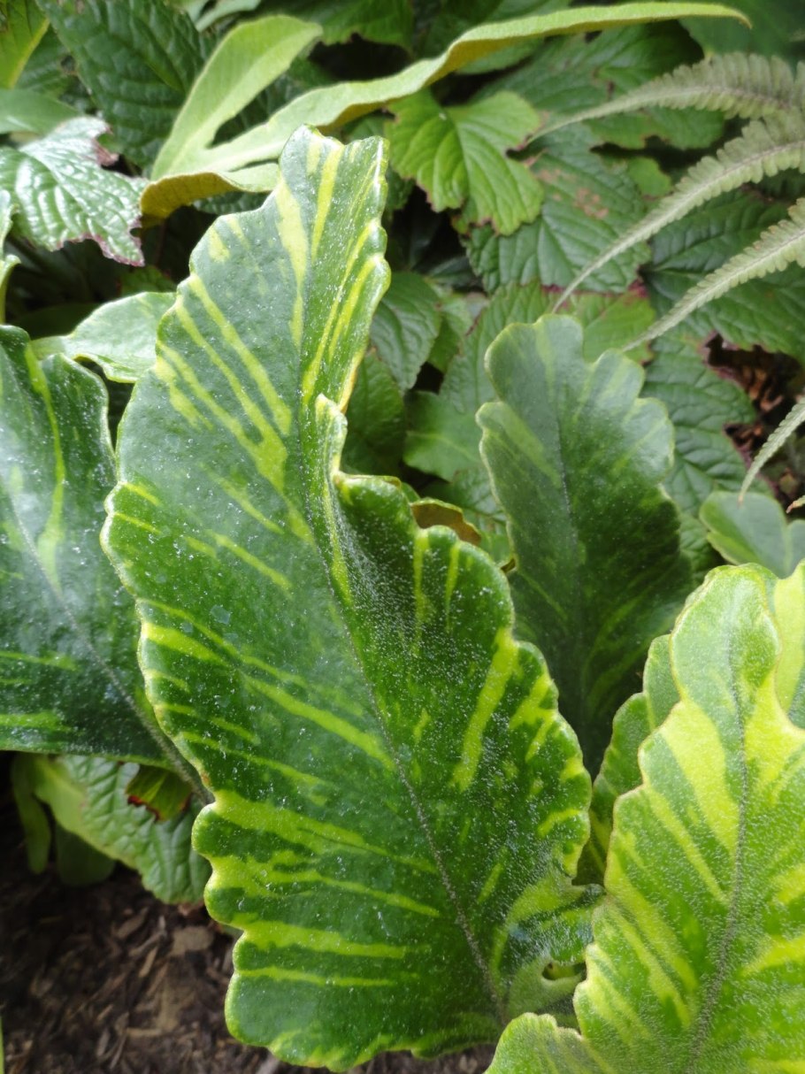 Асплениум сколопендровый