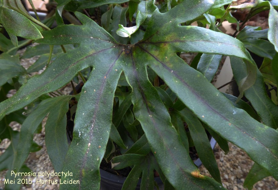 Pyrrosia longifolia 'Chanthaburi'