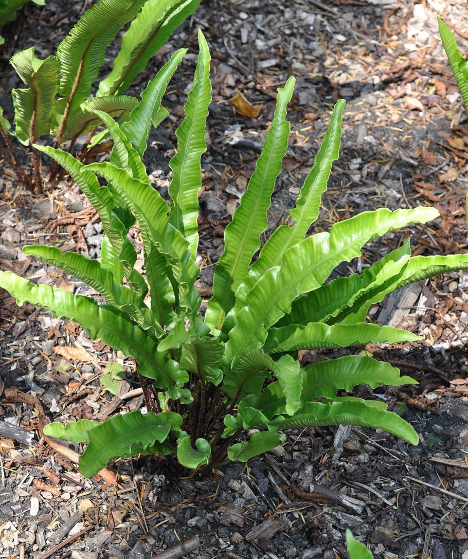 Асплениум сколопендровый