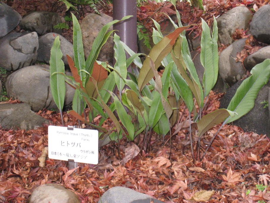 Папоротник Pyrrosia nummularifolia